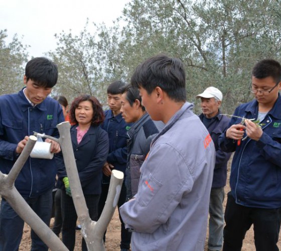 公司從產(chǎn)業(yè)鏈起始端著手，引進(jìn)良種優(yōu)苗，繁育基地苗圃，優(yōu)化樹(shù)種，以?xún)?yōu)質(zhì)的橄欖樹(shù)苗為生產(chǎn)特級(jí)初榨橄欖油提供基礎(chǔ)保障。在以自建萬(wàn)畝國(guó)家標(biāo)準(zhǔn)化油橄欖..